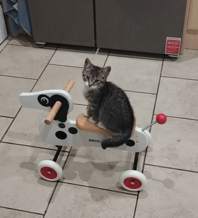 One of my cats